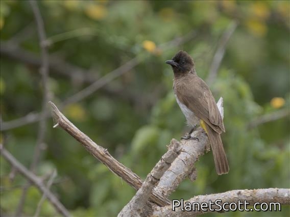 Common Bulbul (Pycnonotus barbatus)