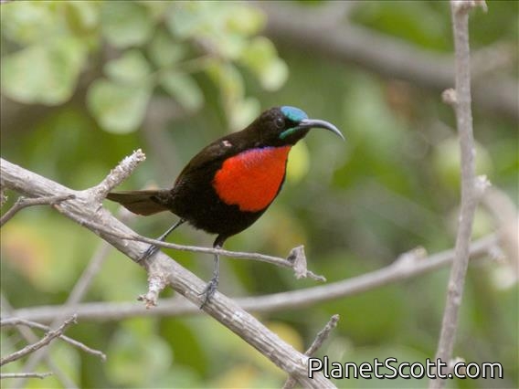 Hunter's Sunbird (Chalcomitra hunteri) - Male