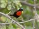 Hunters Sunbird (Chalcomitra hunteri) - Male
