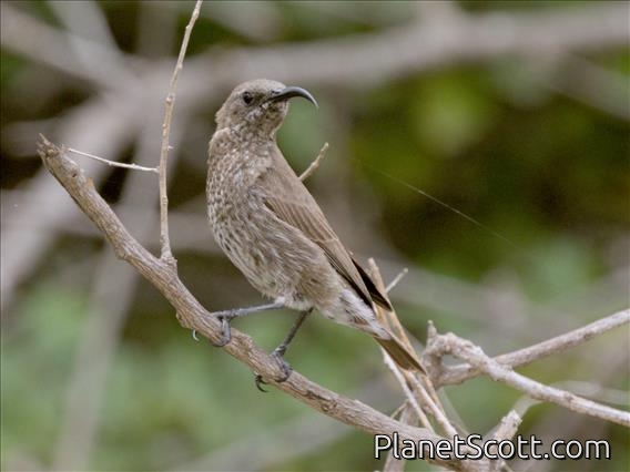 Hunter's Sunbird (Chalcomitra hunteri) - Female