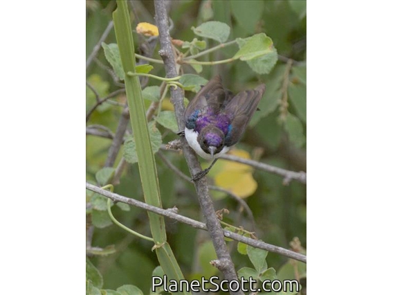 Eastern Violet-backed Sunbird (Anthreptes orientalis)