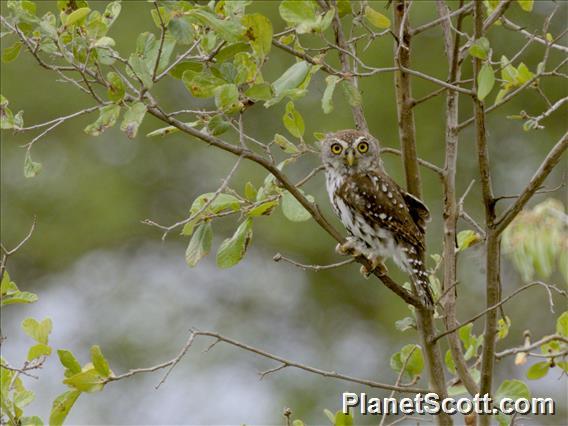 Pearl-spotted Owlet (Glaucidium perlatum)