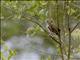 Pearl-spotted Owlet (Glaucidium perlatum)