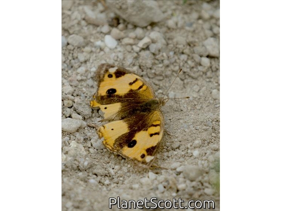 African Yellow Pansy (Junonia hierta)