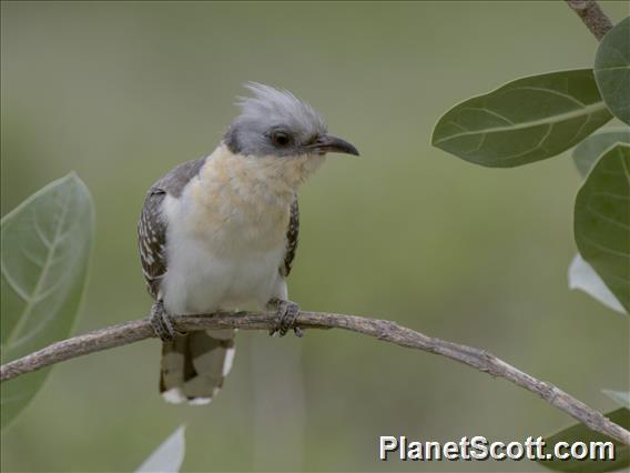 Great Spotted Cuckoo (Clamator glandarius)