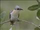 Great Spotted Cuckoo (Clamator glandarius)