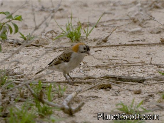 Speckle-fronted Weaver (Sporopipes frontalis)