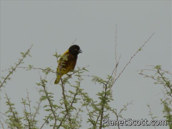 Golden-backed Weaver (Ploceus jacksoni)