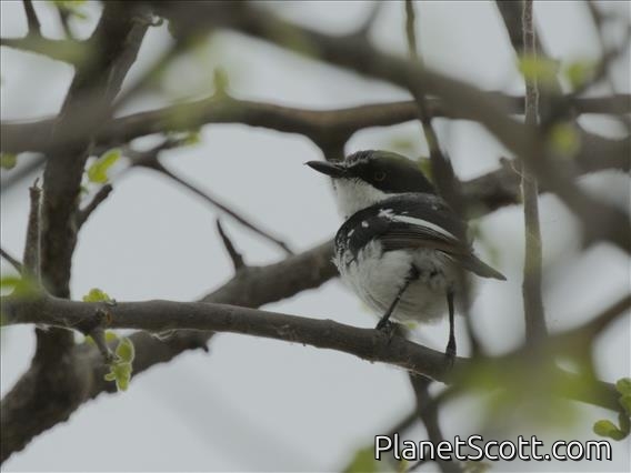 Pygmy Batis (Batis perkeo)