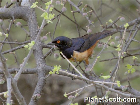 Hildebrandt's Starling (Lamprotornis hildebrandti)