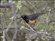 Hildebrandts Starling (Lamprotornis hildebrandti)