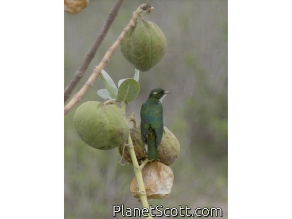 Dideric Cuckoo (Chrysococcyx caprius)