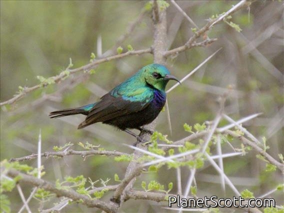 Tsavo Sunbird (Cinnyris tsavoensis)