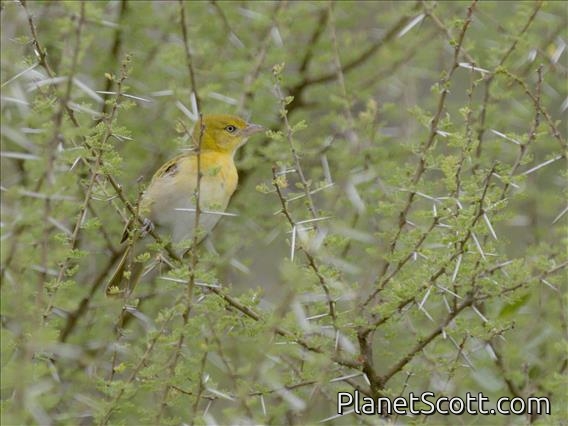 Lesser Masked-Weaver (Ploceus intermedius) - Female