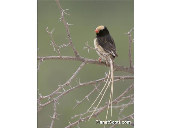 Straw-tailed Whydah (Vidua fischeri)