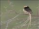 Straw-tailed Whydah (Vidua fischeri)