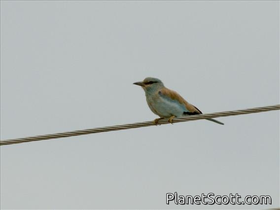 European Roller (Coracias garrulus)