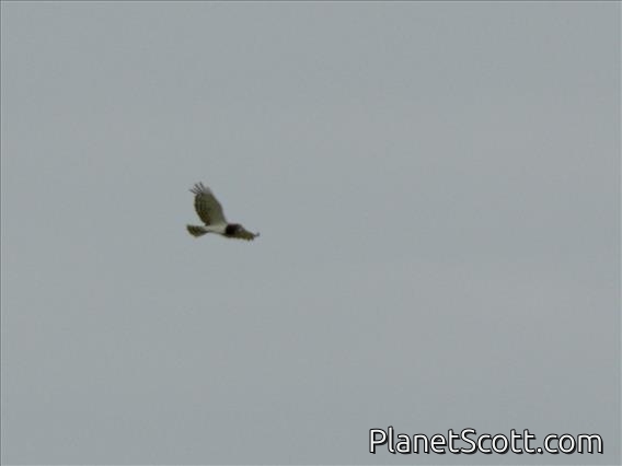 Black-chested Snake-Eagle (Circaetus pectoralis)