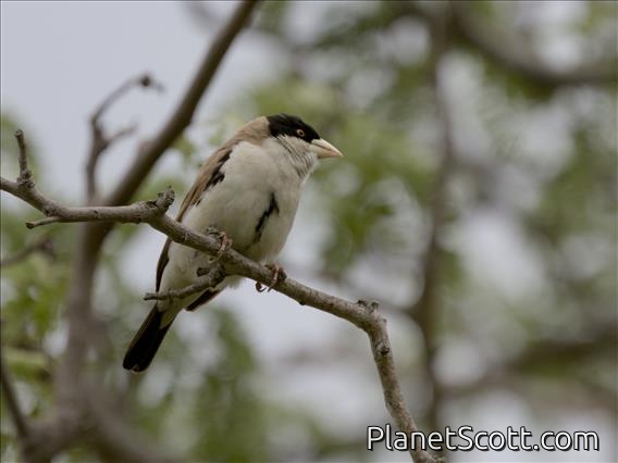 Black-capped Social-Weaver (Pseudonigrita cabanisi)