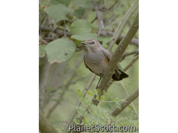 White-throated Robin (Irania gutturalis) - Female