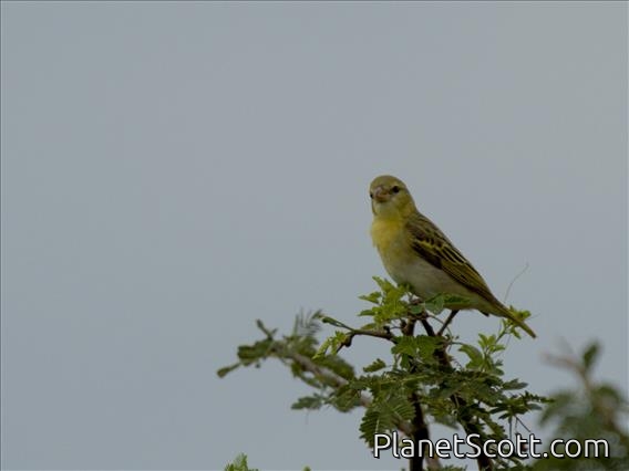 Vitelline Masked-Weaver (Ploceus vitellinus) - Female