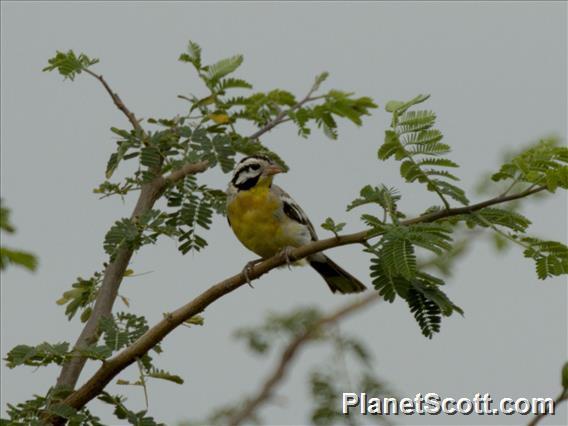 Somali Bunting (Emberiza poliopleura)