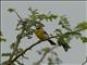 Somali Bunting (Emberiza poliopleura)