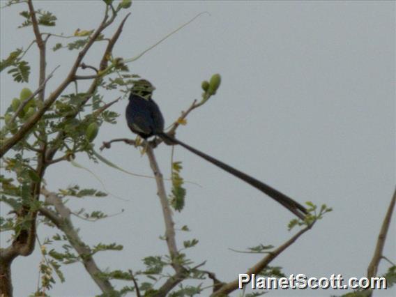 Steel-blue Whydah (Vidua hypocherina)