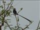 Steel-blue Whydah (Vidua hypocherina)