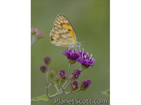 Tips (Colotis)