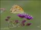 Tips (Colotis)