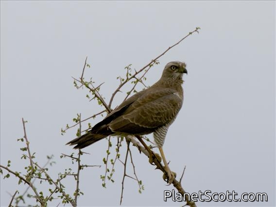 Eastern Chanting-Goshawk (Melierax poliopterus) - Juvenile