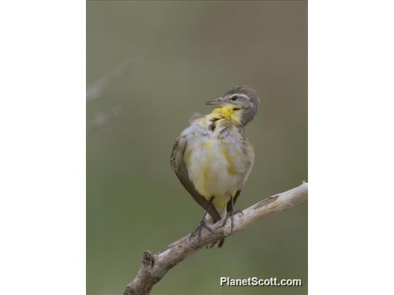 Western Yellow Wagtail (Motacilla flava)