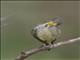 Western Yellow Wagtail (Motacilla flava)