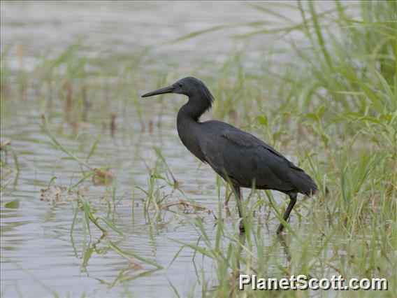 Black Heron (Egretta ardesiaca)