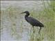 Black Heron (Egretta ardesiaca)