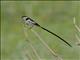 Pin-tailed Whydah (Vidua macroura)