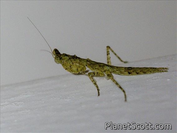 Common Bark Mantid (Oxypiloidea tridens)