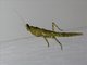 Common Bark Mantid (Oxypiloidea tridens)