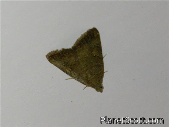 Crambid Snout Moth (Crambidae sp_tan4)
