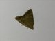 Crambid Snout Moth (Crambidae sp_tan4)