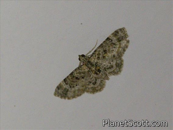 Geometer Moth (Geometridae sp_tan5)