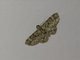 Geometer Moth (Geometridae sp_tan5)