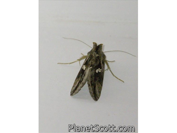 Plusiine Looper Moth (Chrysodeixis sp)