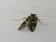 Plusiine Looper Moth (Chrysodeixis sp)