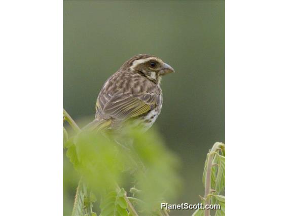 Streaky Seedeater (Crithagra striolata)