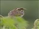 Streaky Seedeater (Crithagra striolata)