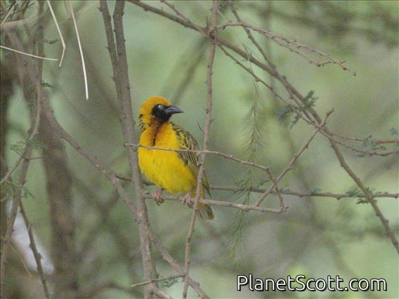 Speke's Weaver (Ploceus spekei)