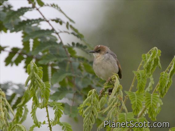 Singing Cisticola (Cisticola cantans)