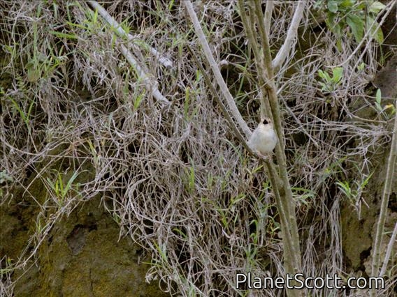 Lynes's Cisticola (Cisticola distinctus)